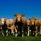 Irish Grass Fed Beef får skyddad geografisk beteckning av EU